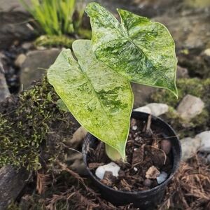 Alocasia Odora Batik